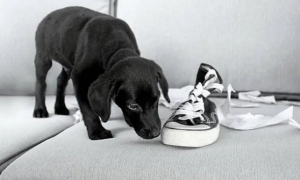 狗狗为什么要欺负鞋子呢