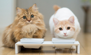 猫咪能吃什么人吃的东西