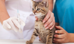 猫不打疫苗会怎么样