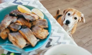 三文鱼骨头狗狗能吃吗