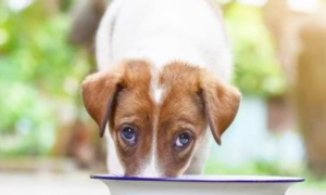 狗狗能不能吃米饭汤