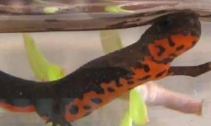 小火龙鱼蝾螈有毒吗