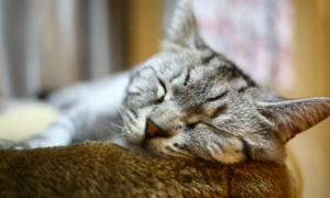 为什么猫咪睡觉喜欢抬头呢