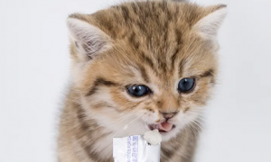 为什么猫咪吃了益生菌不好
