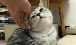 为什么猫咪喜欢拱头