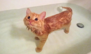 猫咪为什么回家洗澡呢