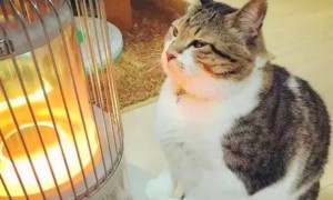 猫咪冬天为什么烤火不会冷呢