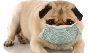 狗生病咳嗽吃什么药