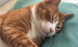 为什么猫咪喜欢摸主人嘴睡觉
