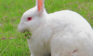 兔子15天能吃兔粮吗