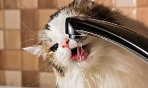 猫咪喝水用放盐吗为什么不用盐