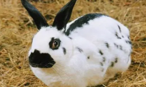 家兔子寿命能活多久