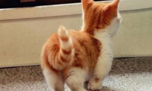 猫咪抬起屁股踱步是为什么