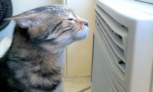 开空调猫咪为什么怕冷呢