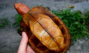 八角龟公母鉴定图片