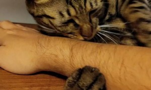 猫为什么喜欢咬我的胳膊