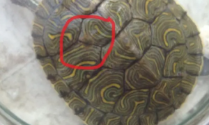 乌龟龟甲上有褐色斑块