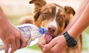 狗狗脱水严重能活多久