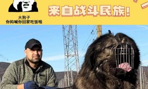 比阿拉斯加犬更大的高加索犬多少钱一只？