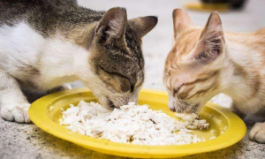 猫咪能吃大米饭吗
