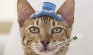 猫猫感冒什么药