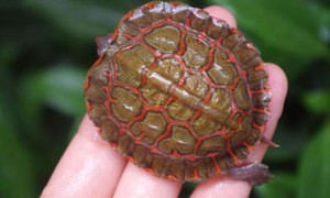 洪都拉斯木纹龟最低温度