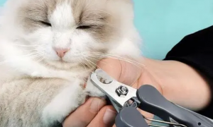 宠物猫能剪指甲吗