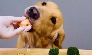 狗可以经常吃三文鱼吗