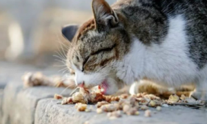 猫咪为什么往外吐东西不吃了