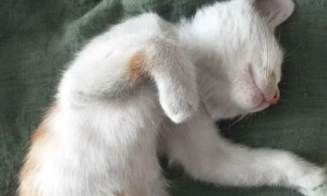 猫咪为什么会张开双臂睡觉的原因