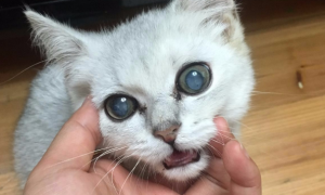 为什么猫咪的眼睛变浑浊