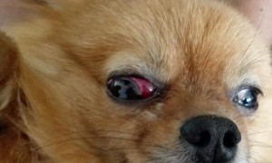 狗眼白有红血丝像虫子