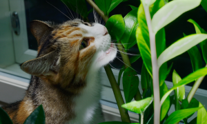 猫最怕的植物