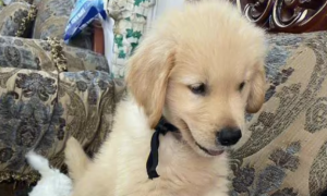 三百元能买一只金毛幼犬吗