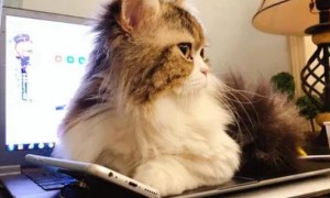为什么猫咪喜欢要手机玩啊