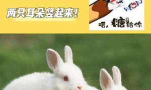 中国白兔多少钱一只？“大白兔奶糖”本兔？