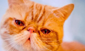 宠物猫流眼泪是怎么回事儿