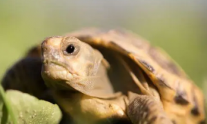 乌龟绿色大便是什么原因引起的
