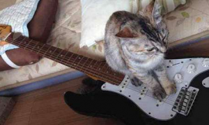 猫咪为什么怕弹吉他呢怎么回事