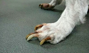 狗狗为什么有狼指甲呢