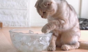 猫咪为什么爱吃冰块怎么回事
