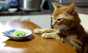 猫咪为什么会偷食啊