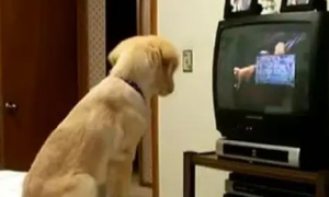 狗狗为什么会看电视呢