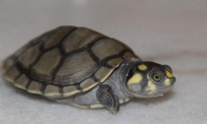 罗得西亚侧颈龟是什么龟