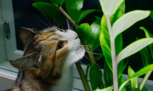猫咪忌讳的植物