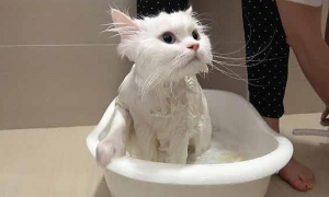 猫咪很怕洗澡的地方怎么回事