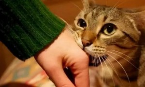 猫咪为什么喜欢咬主人东西呢