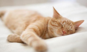 猫咪为什么睡觉睡很久