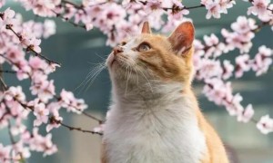 猫怕桃花吗