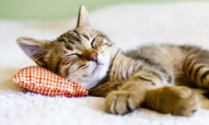 宠物猫睡多久算正常的
